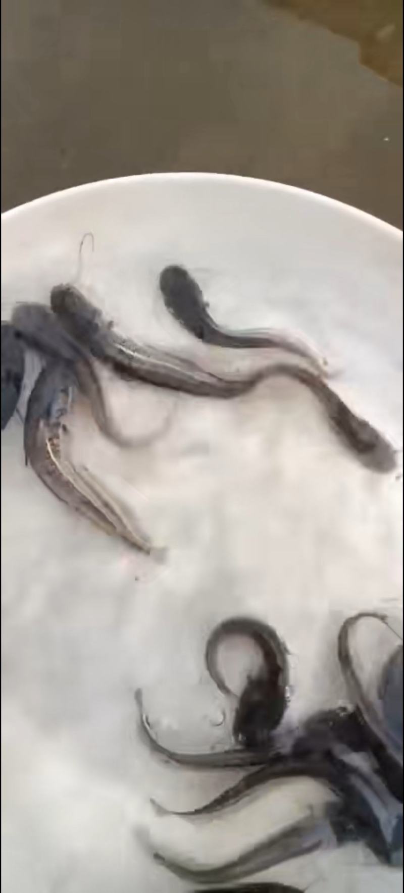 大口鲶鱼苗，广东产地直销，批发各种淡水鱼苗