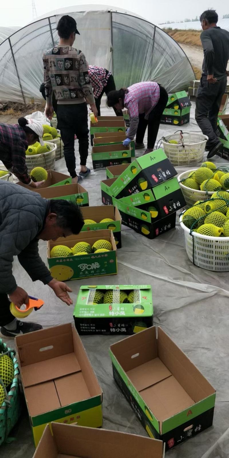 《农友特小凤》产地直供、包甜包熟、诚信代办、质量保证