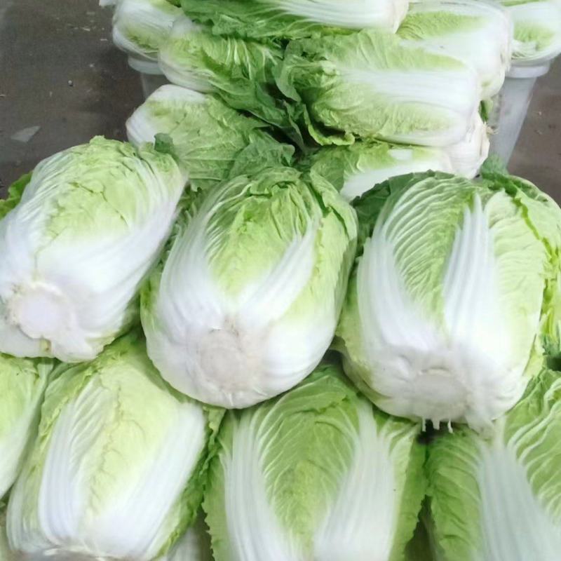 精品白菜大量上市基地直销量大优惠欢迎进店咨询采购