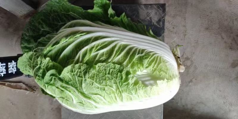 精品白菜大量上市基地直销量大优惠欢迎进店咨询采购