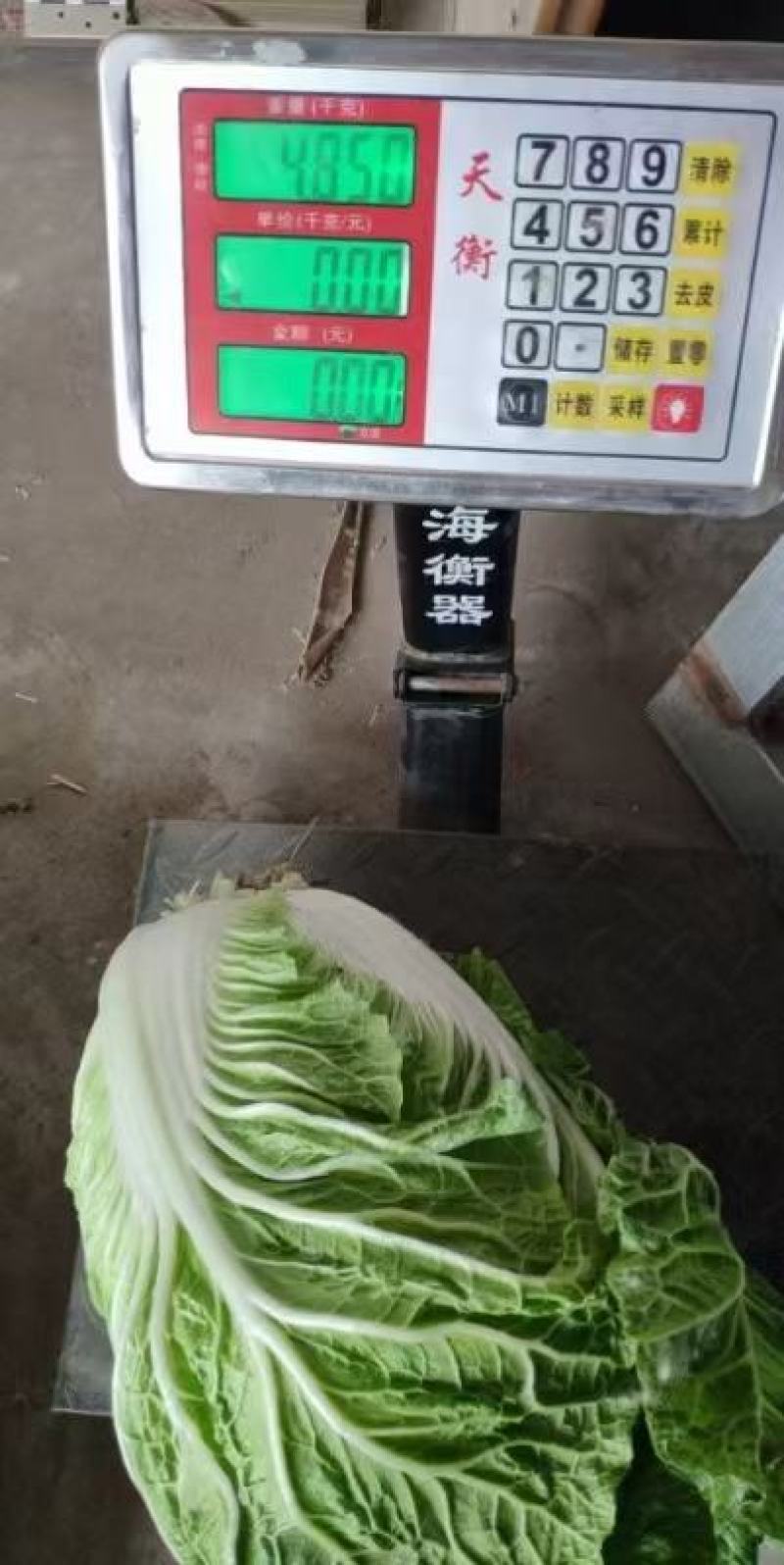 精品白菜大量上市基地直销量大优惠欢迎进店咨询采购