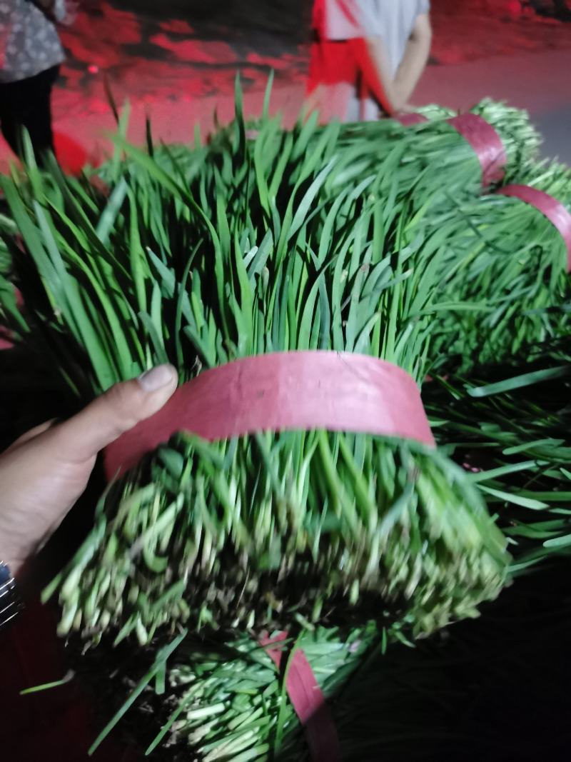 精品二道韭菜一级货货源量大要的老板及时联系