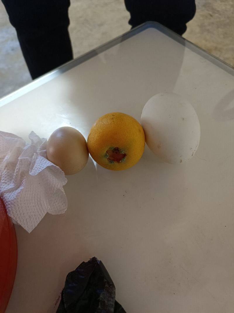 云南大兴乌沙枇杷