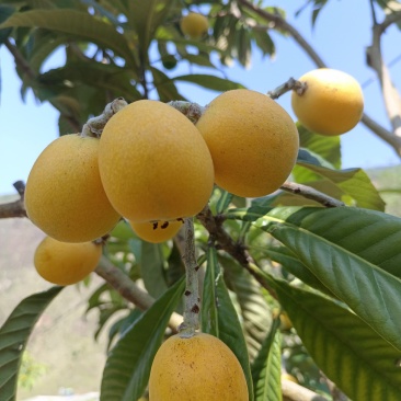 云南大兴乌沙枇杷