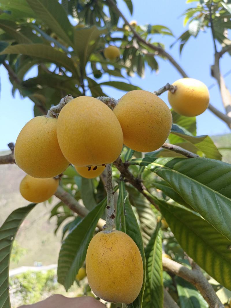 云南大兴乌沙枇杷