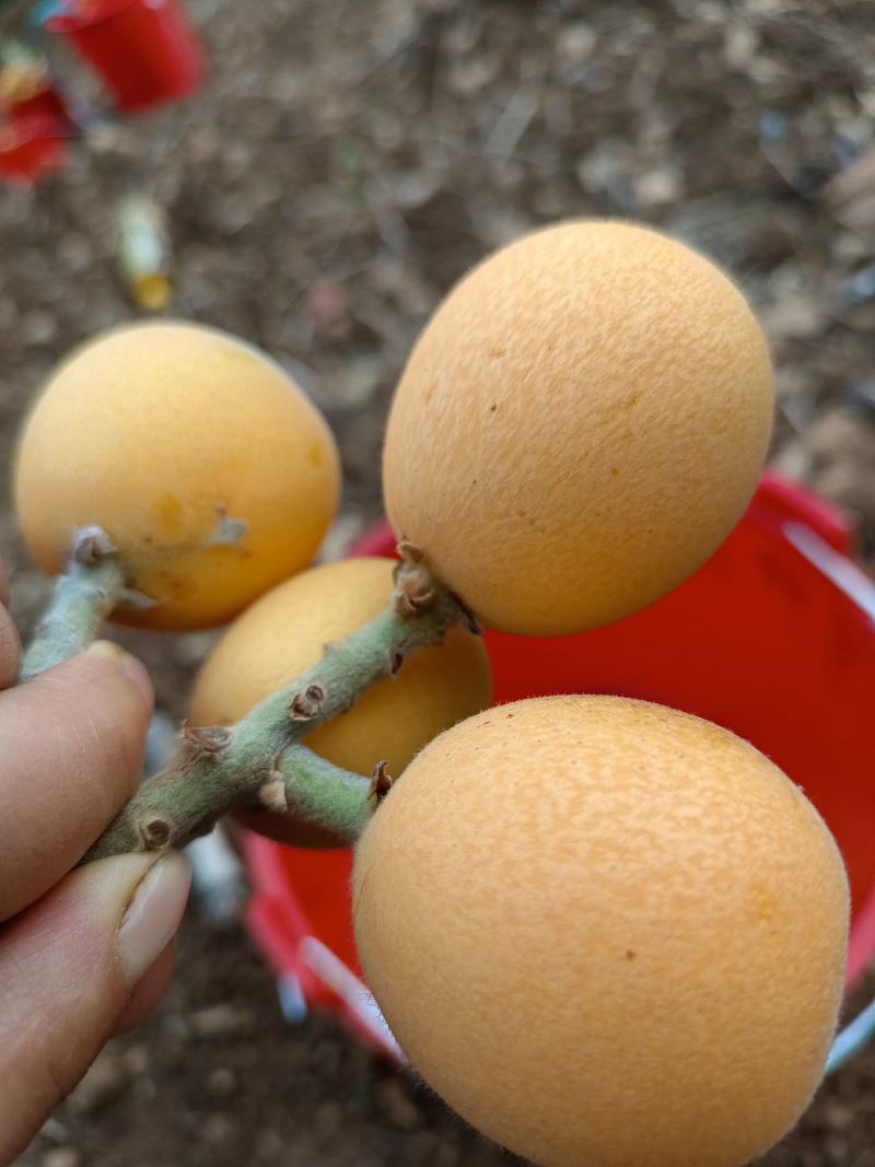 云南大兴乌沙枇杷