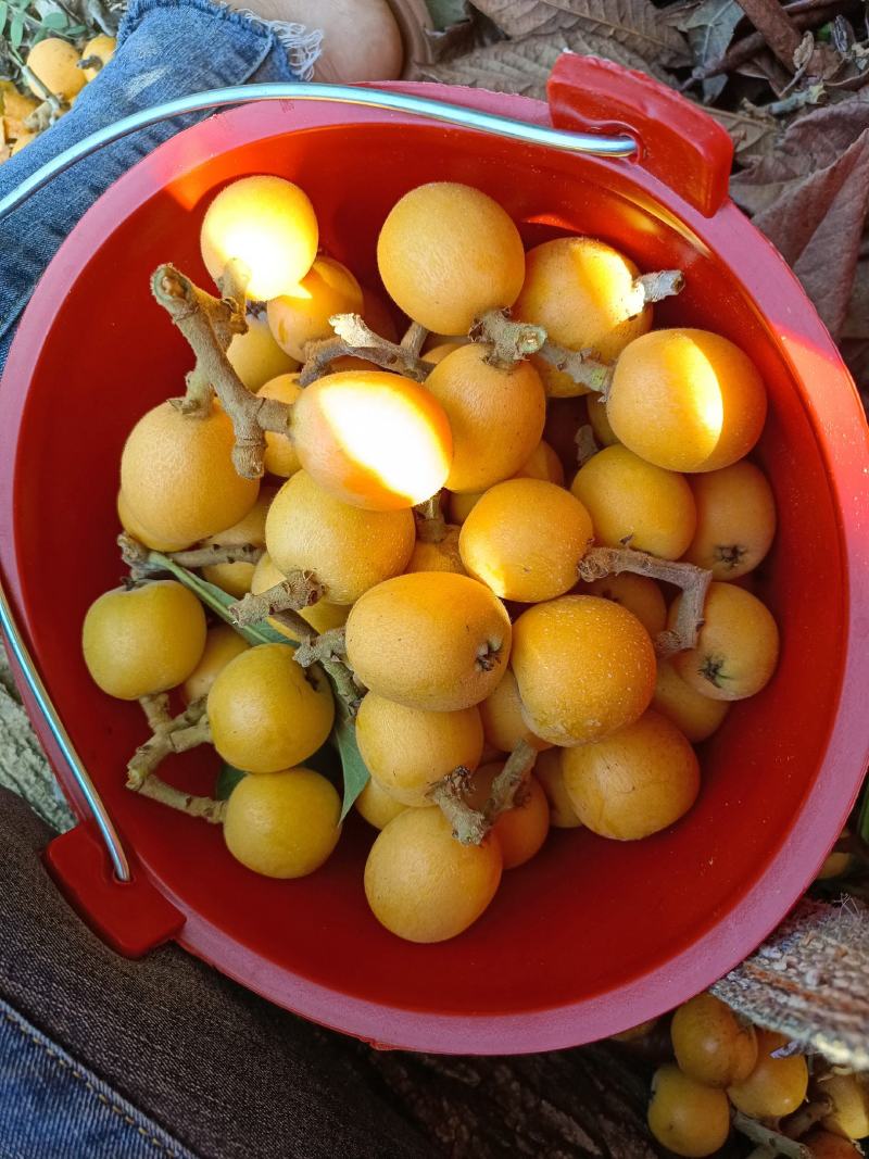 云南大兴乌沙枇杷