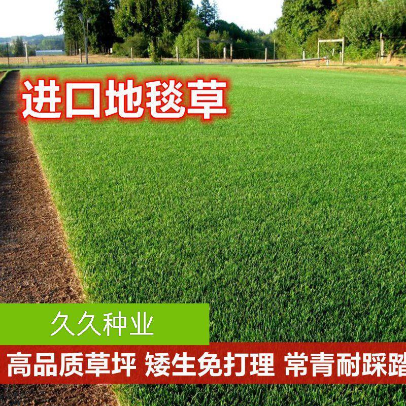 地毯草坪种子四季青不修剪绿化草皮草籽庭院别墅护坡草种子