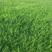 地毯草坪种子四季青不修剪绿化草皮草籽庭院别墅护坡草种子