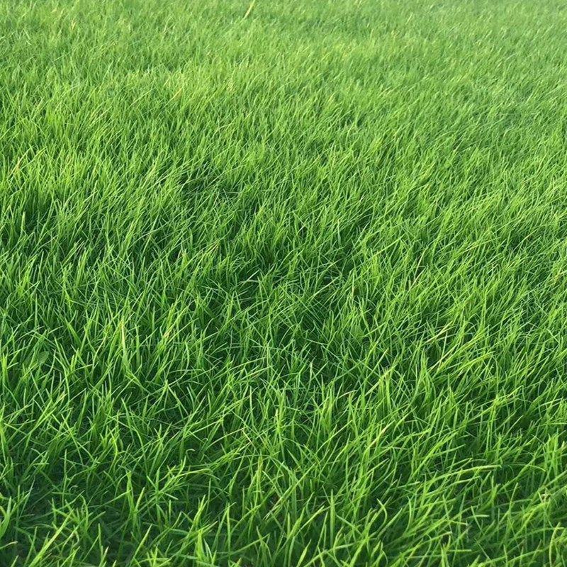 地毯草坪种子四季青不修剪绿化草皮草籽庭院别墅护坡草种子