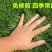 地毯草坪种子四季青不修剪绿化草皮草籽庭院别墅护坡草种子