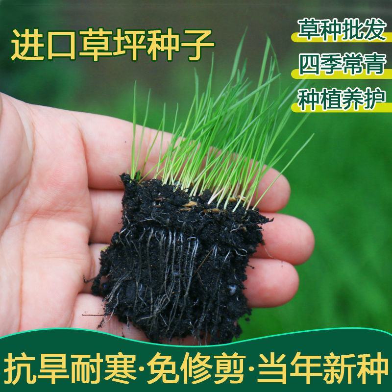 地毯草坪种子四季青不修剪绿化草皮草籽庭院别墅护坡草种子
