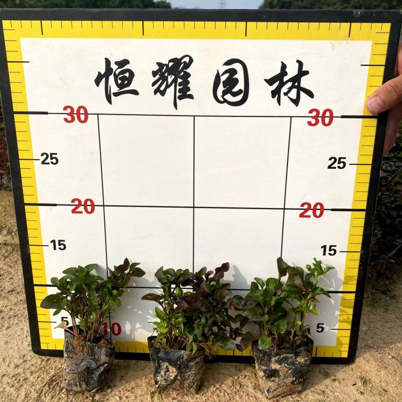 【红绿草五色草】福建漳州基地直发欢迎合作洽谈