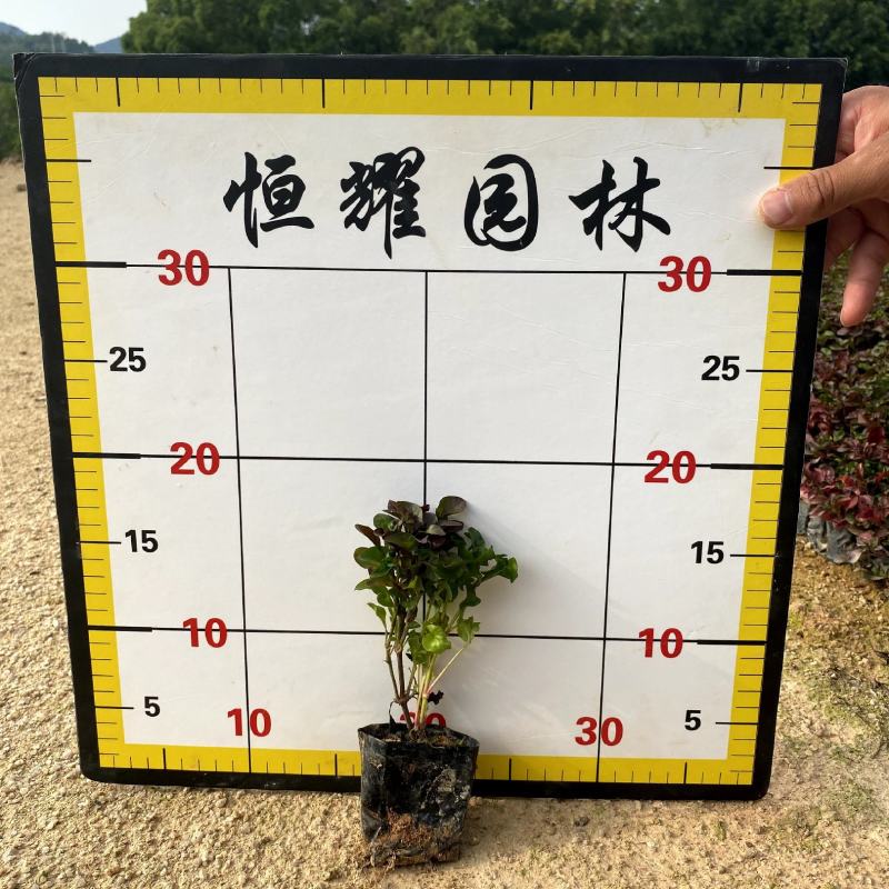 【红绿草五色草】福建漳州基地直发欢迎合作洽谈