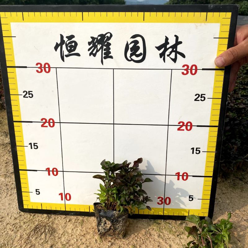 【红绿草五色草】福建漳州基地直发欢迎合作洽谈