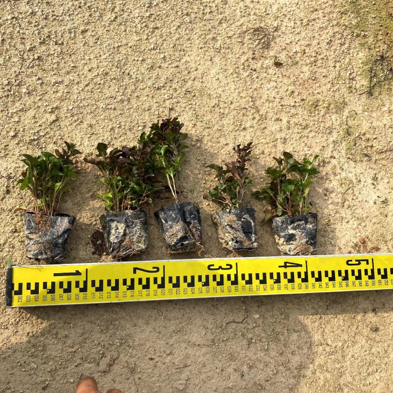 【红绿草五色草】福建漳州基地直发欢迎合作洽谈