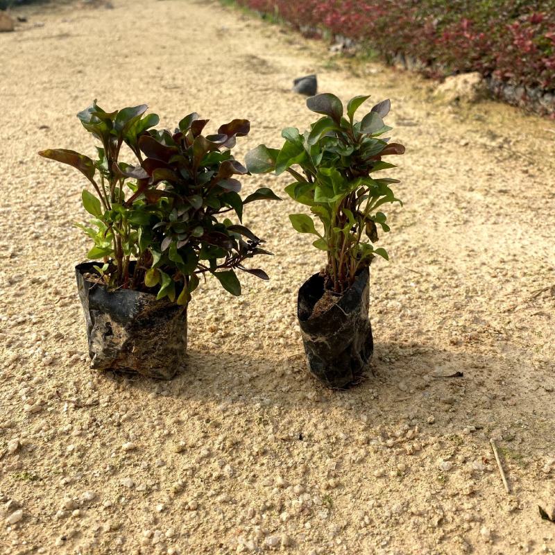 【红绿草五色草】福建漳州基地直发欢迎合作洽谈