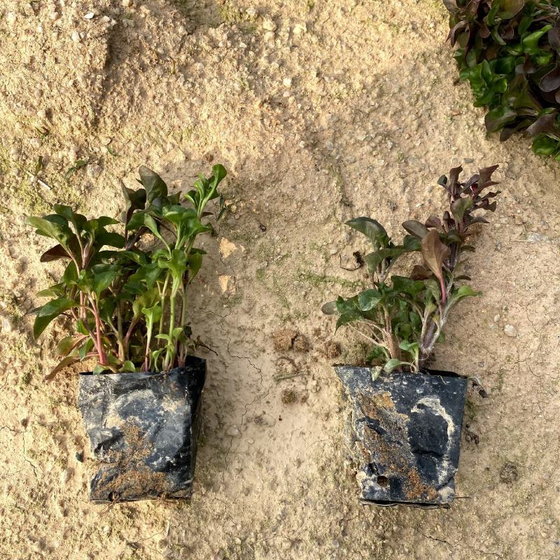 【红绿草五色草】福建漳州基地直发欢迎合作洽谈