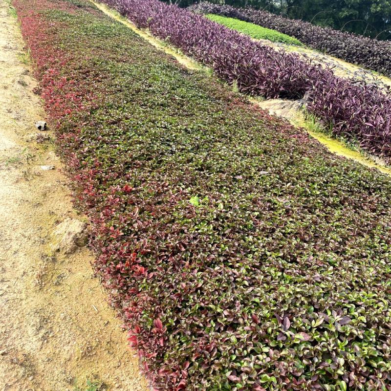 【红绿草五色草】福建漳州基地直发欢迎合作洽谈