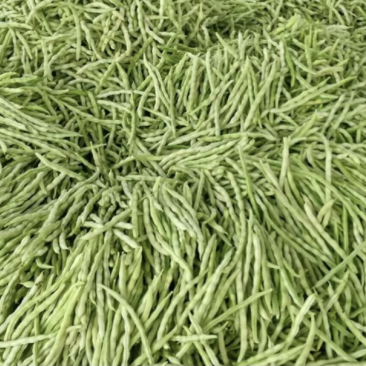 白不老芸豆条直色绿产地供应精品质量欢迎咨询