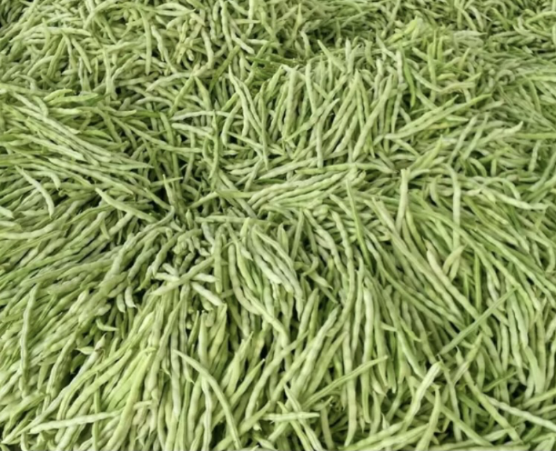 白不老芸豆条直色绿产地供应精品质量欢迎咨询