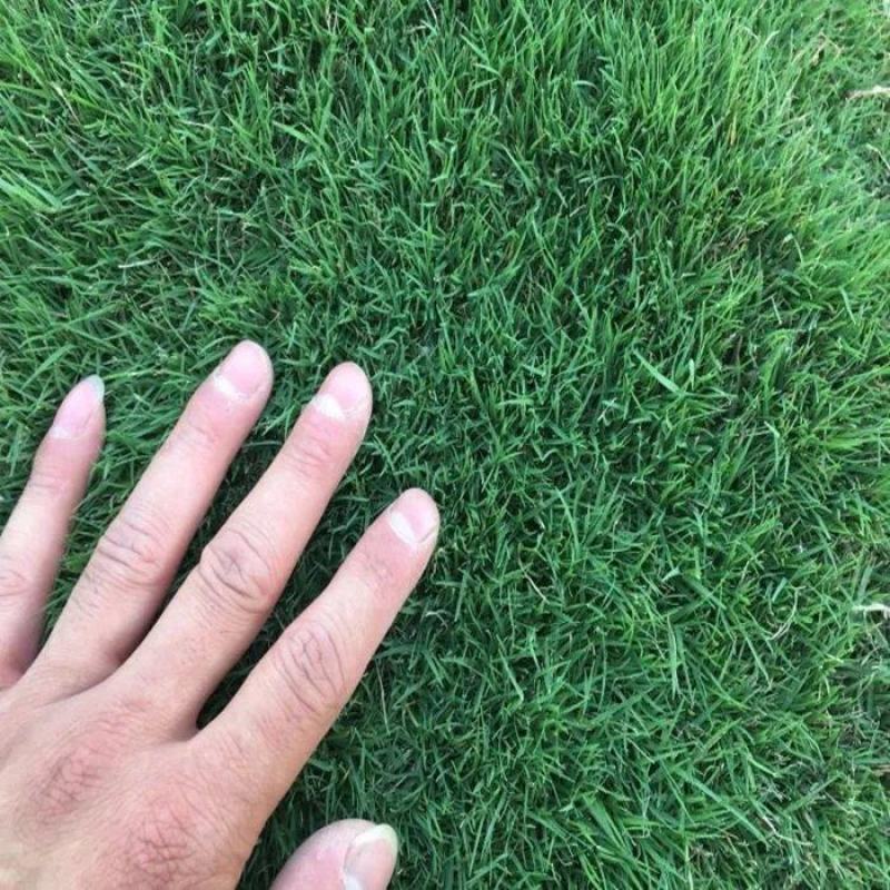 剪股颖草籽种庭院别墅高尔夫球场绿化草籽草坪种子耐寒