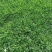 剪股颖草籽种庭院别墅高尔夫球场绿化草籽草坪种子耐寒