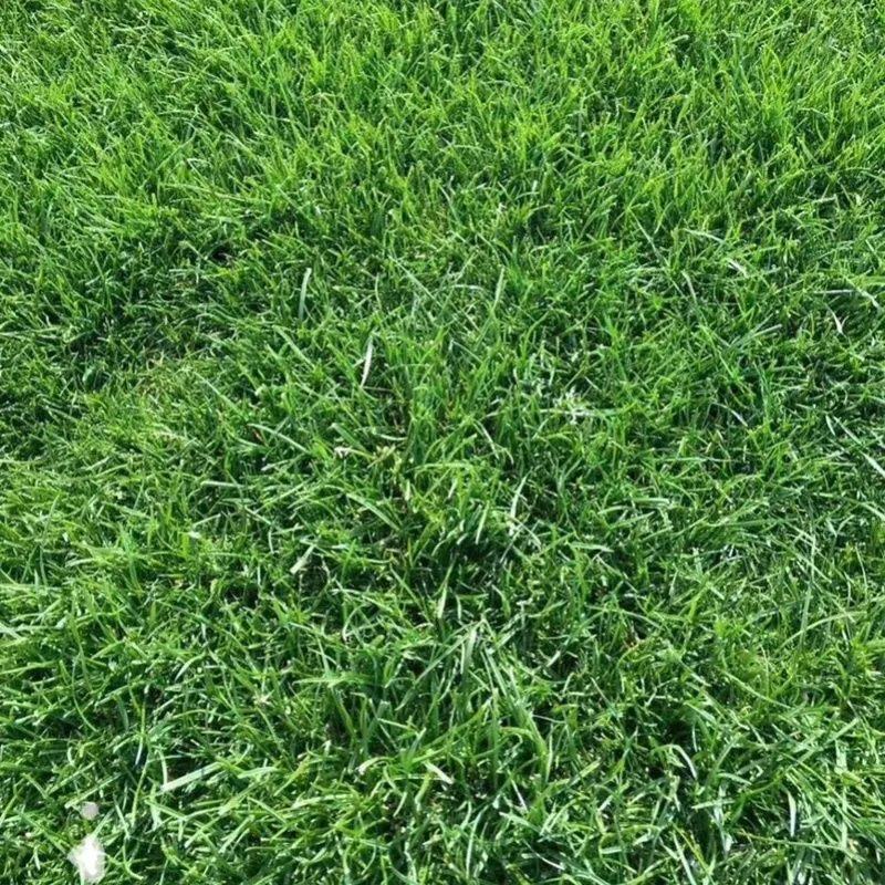 剪股颖草籽种庭院别墅高尔夫球场绿化草籽草坪种子耐寒