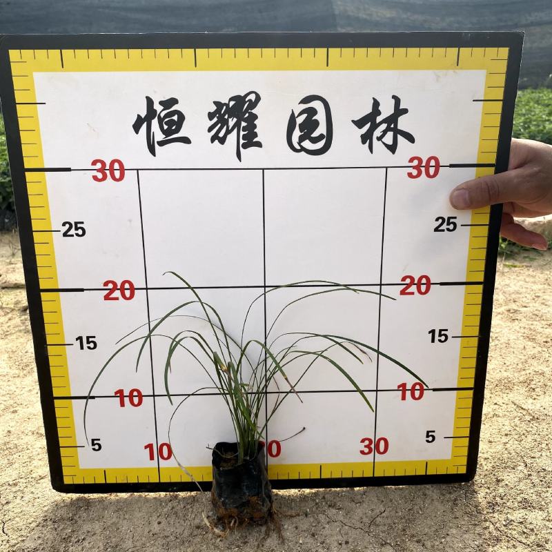 【麦冬】3斤袋5斤袋福建漳州基地直发欢迎合作洽谈