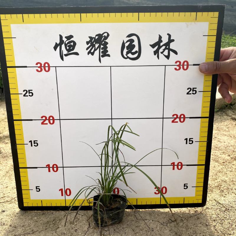 【麦冬】3斤袋5斤袋福建漳州基地直发欢迎合作洽谈