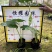 【海芋滴水观音姑婆芋】各种规格欢迎合作详谈