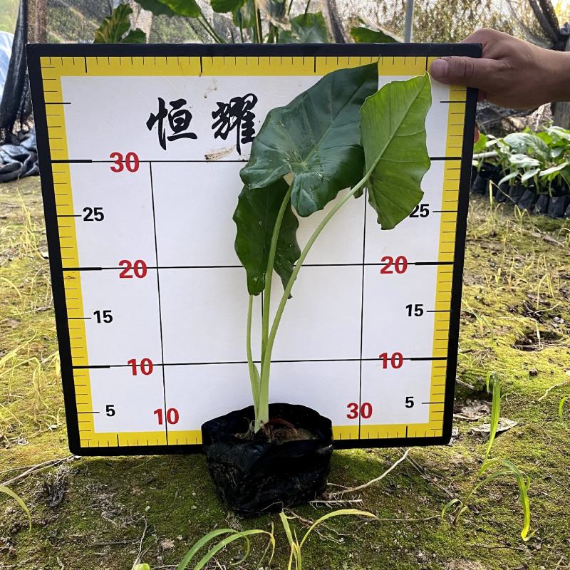 【海芋滴水观音姑婆芋】各种规格欢迎合作详谈