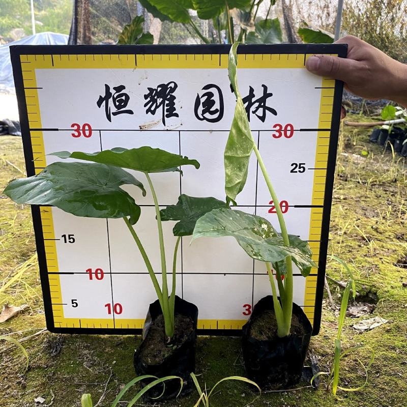 【海芋滴水观音姑婆芋】各种规格欢迎合作详谈