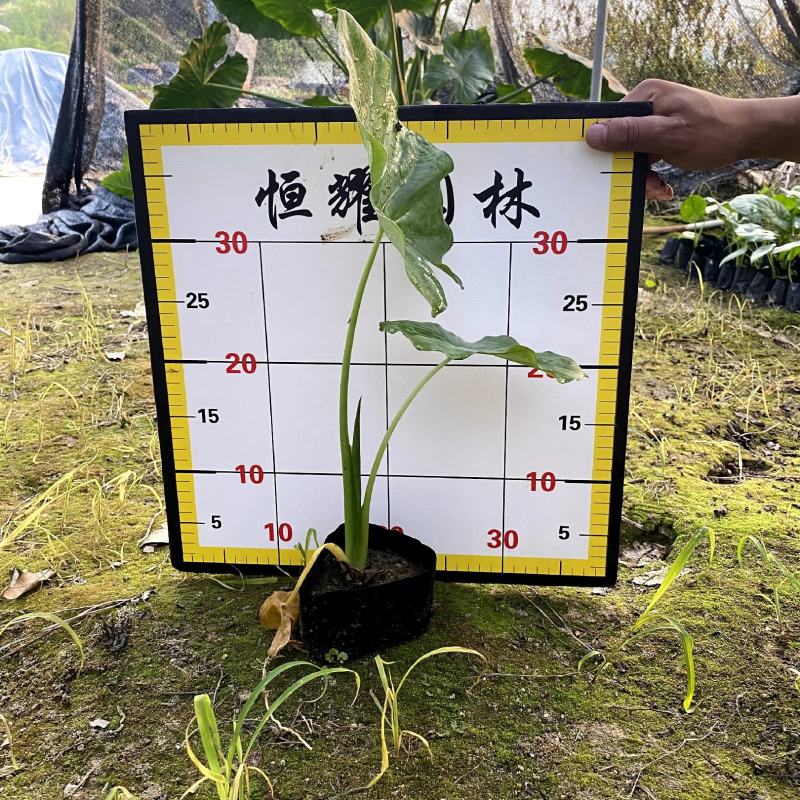 【海芋滴水观音姑婆芋】各种规格欢迎合作详谈
