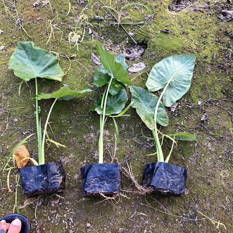 【海芋滴水观音姑婆芋】各种规格欢迎合作详谈