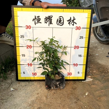 【丰华月季聚花月季北京红帽子】各种规格欢迎合作详谈