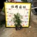 【丰华月季聚花月季北京红帽子】各种规格欢迎合作详谈
