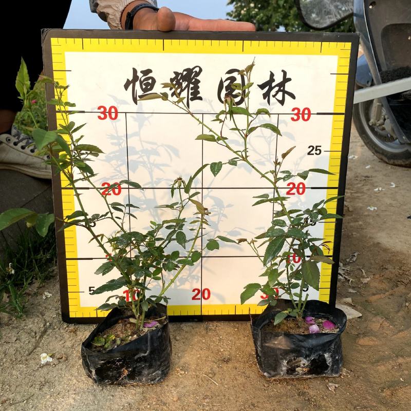 【丰华月季聚花月季北京红帽子】各种规格欢迎合作详谈