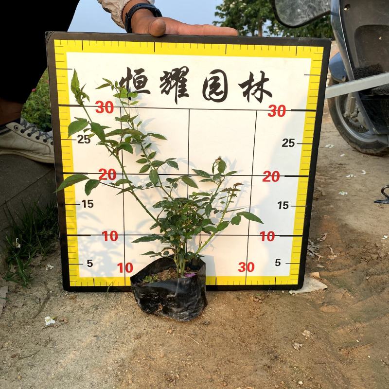 【丰华月季聚花月季北京红帽子】各种规格欢迎合作详谈