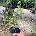 【丰华月季聚花月季北京红帽子】各种规格欢迎合作详谈