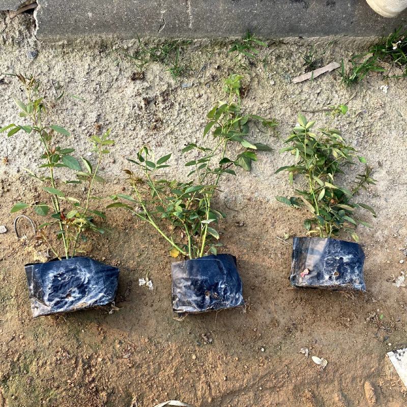 【丰华月季聚花月季北京红帽子】各种规格欢迎合作详谈
