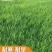 果岭草种子庭院高尔夫球场专用草坪草籽耐寒耐践踏四季常青