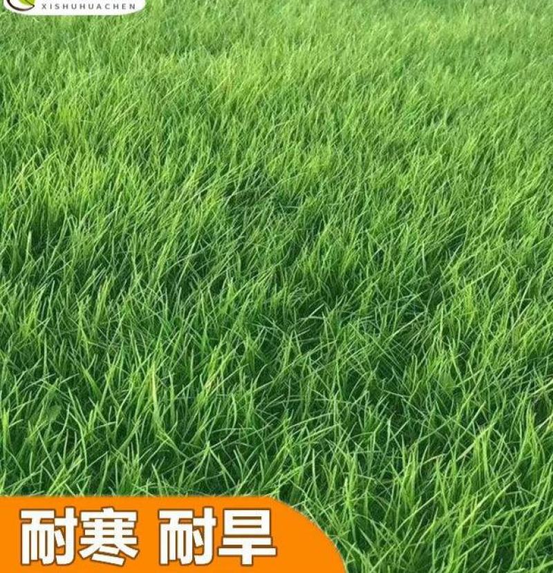 果岭草种子庭院高尔夫球场专用草坪草籽耐寒耐践踏四季常青