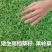 果岭草种子庭院高尔夫球场专用草坪草籽耐寒耐践踏四季常青
