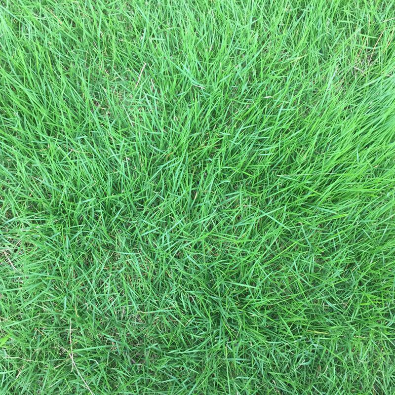果岭草种子庭院高尔夫球场专用草坪草籽耐寒耐践踏四季常青
