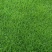 果岭草种子庭院高尔夫球场专用草坪草籽耐寒耐践踏四季常青