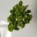 常年供应新货莴笋干脱水蔬菜批发蔬菜