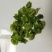 常年供应新货莴笋干脱水蔬菜批发蔬菜