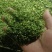 常年供应新货香菜干香菜脱水蔬菜批发调料包