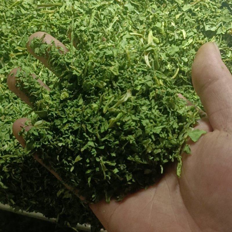 常年供应新货香菜干香菜脱水蔬菜批发调料包
